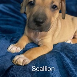 Photo of Scallion, adoptable Plott Hound American Staffordshire Terrier in St. Clair Shores, Michigan