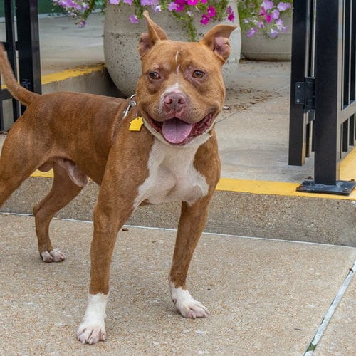 Photo of Dreamy, adoptable Pit Bull Terrier in St Louis, Missouri