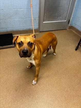 Photo of Rock, adoptable dog in Chamblee, Georgia