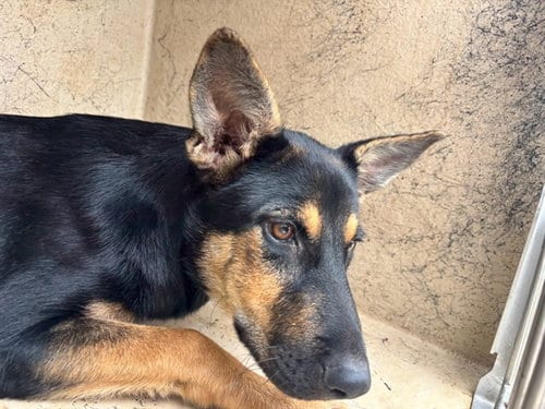 Photo of Bailey, adoptable German Shepherd Dog in Oklahoma City, Oklahoma