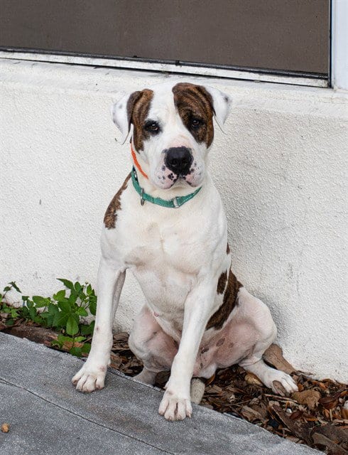 Photo of Jack, adoptable American Bulldog in Miami, Florida