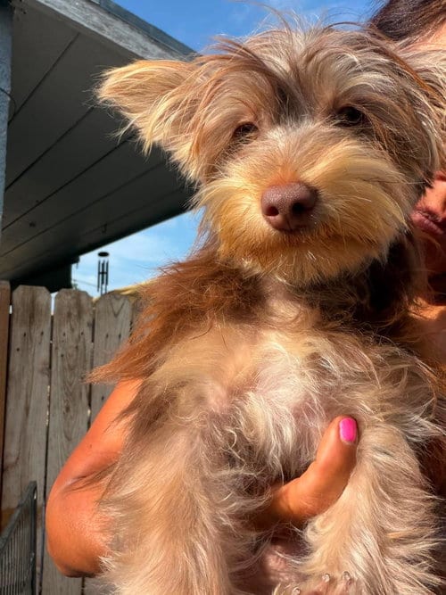 Photo of Chewy, adoptable Yorkshire Terrier Yorkie in Inglewood, California
