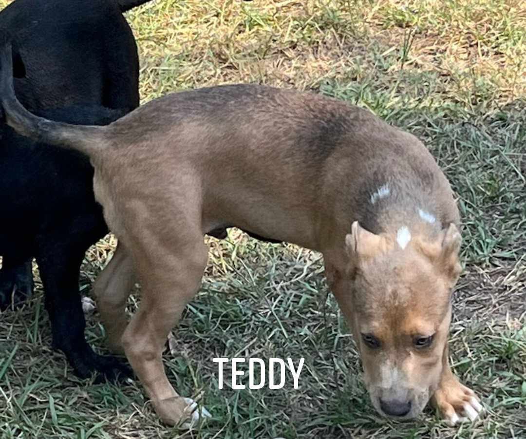 Photo of Teddy, adoptable Labrador Retriever in Kempner, Texas