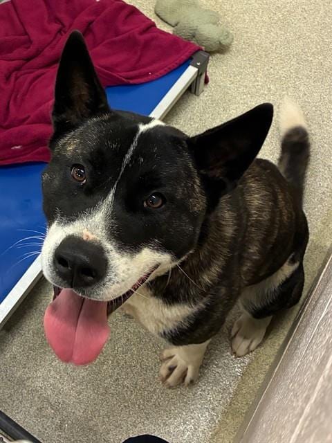 Photo of Riko, adoptable Akita in Statesville, North Carolina