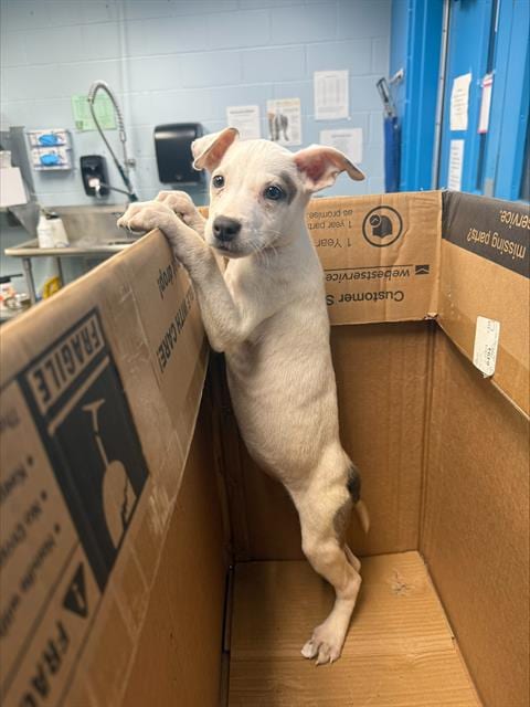 Photo of Dorie, adoptable Terrier in San Antonio, Texas