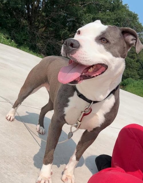 Photo of Violet, adoptable American Staffordshire Terrier in Sheboygan, Wisconsin