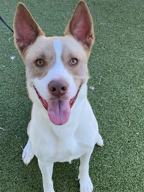 Photo of Scooby, adoptable Husky in Fayetteville, North Carolina
