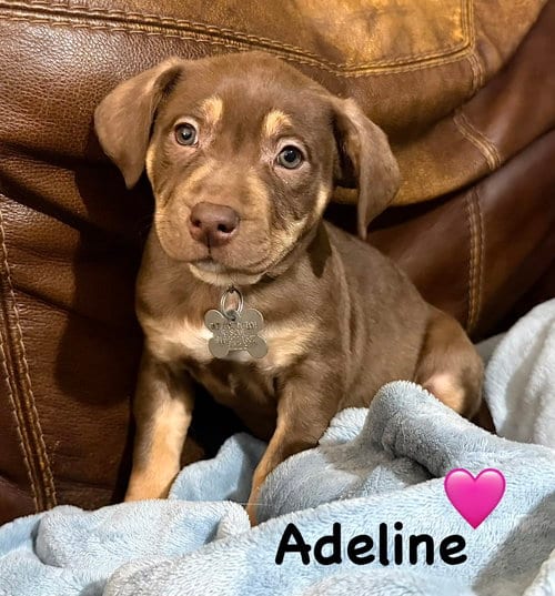 Photo of Adeline- Belles & Beau Litter, adoptable American Staffordshire Terrier in Holly Springs, North Carolina