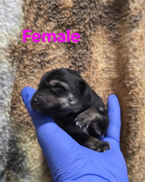 Photo of Rescue Only, Nursing, adoptable German Shepherd Dog in HESPERIA, California