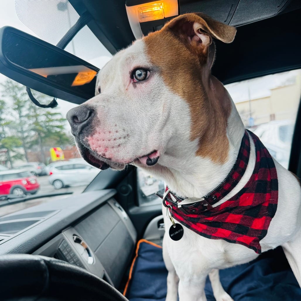 Photo of Bogart, adoptable Mixed Breed (Medium)