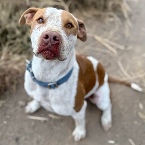 Photo of Reebok, adoptable Cattle Dog in Yreka, California