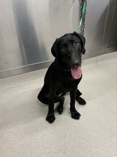 Photo of Scout, adoptable Labrador Retriever in Fairbanks, Alaska