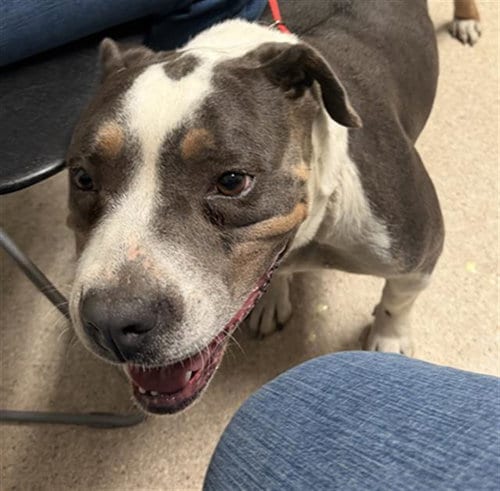 Photo of Xena, adoptable Pit Bull Terrier in Bakersfield, California