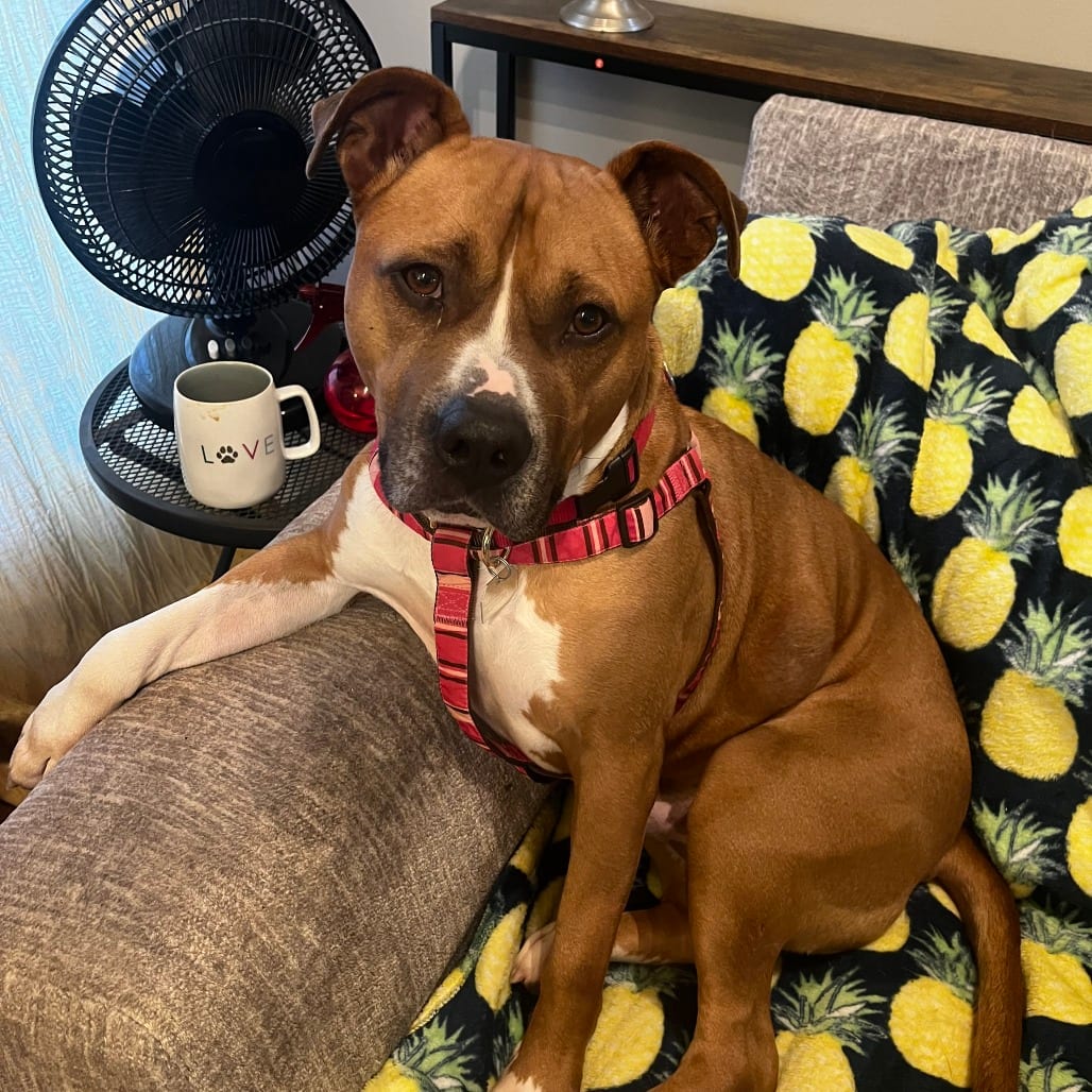 Photo of Chase, adoptable Mixed Breed (Medium) in Chattanooga, Tennessee