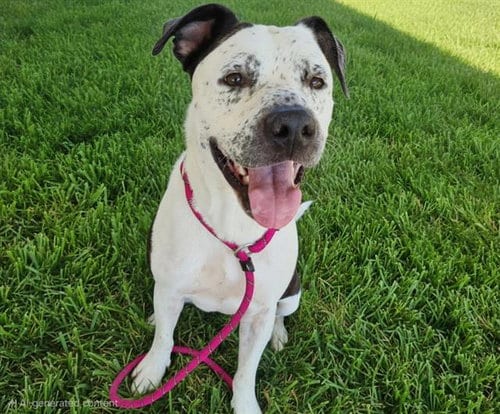 Photo of Cali, adoptable American Pit Bull Terrier in Albuquerque, New Mexico