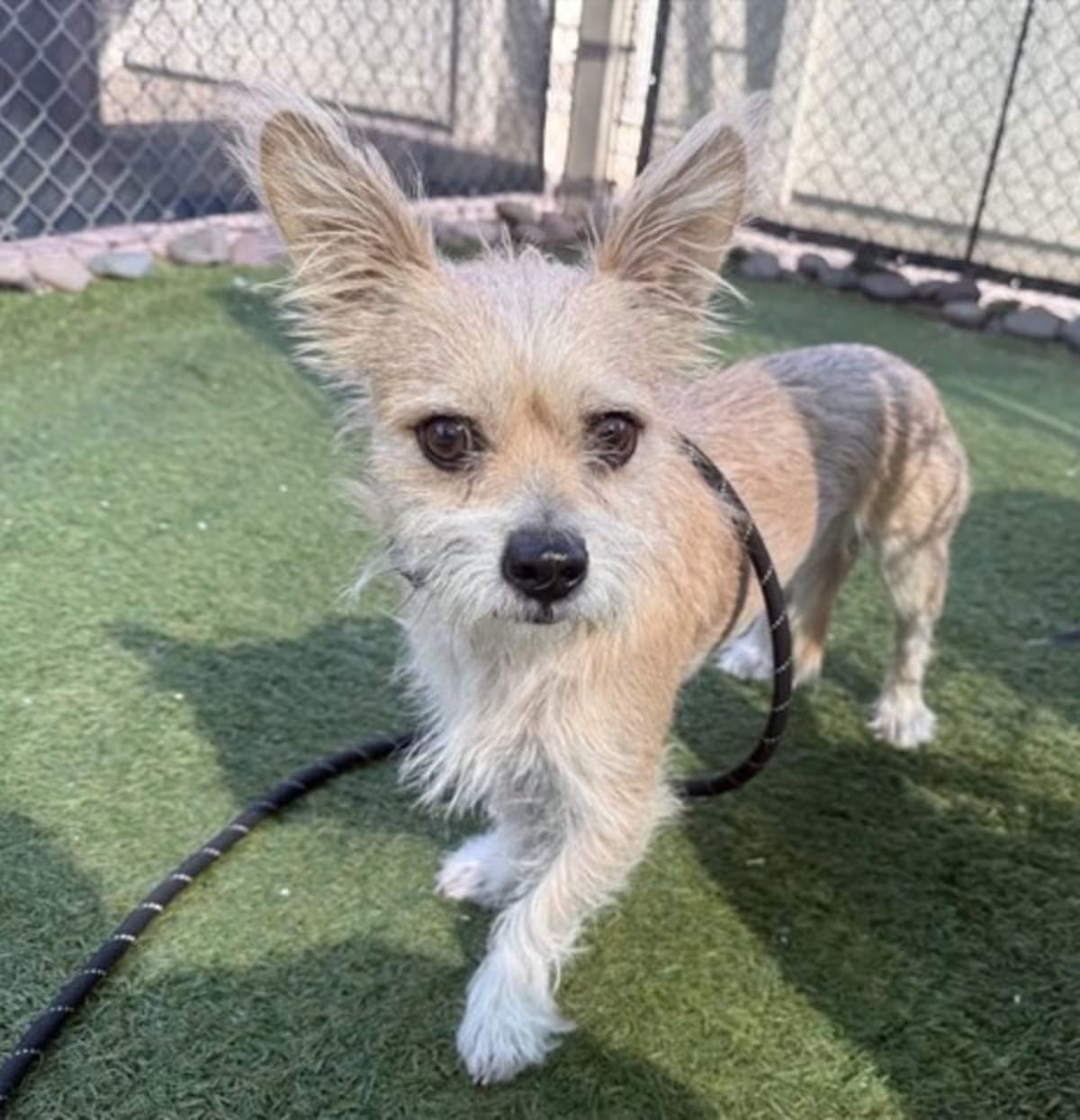 Photo of Gatsby, adoptable Cairn Terrier in Phoenix, Arizona