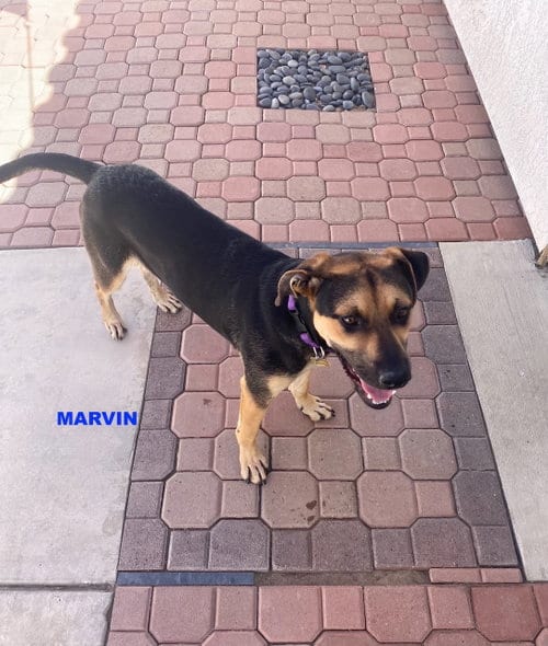 Photo of Marvin, adoptable Shepherd in Woodland Hills, California