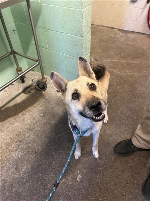 Photo of Princess, adoptable German Shepherd Dog in Sacramento, California