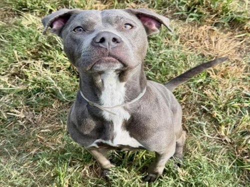 Photo of Mila, adoptable Staffordshire Bull Terrier in Houston, Texas