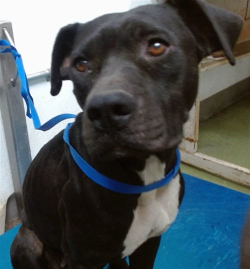 Photo of Kristina, adoptable Pit Bull Terrier in San Bernardino, California
