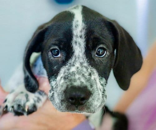 Photo of Fred, adoptable Hound in Canton, Connecticut