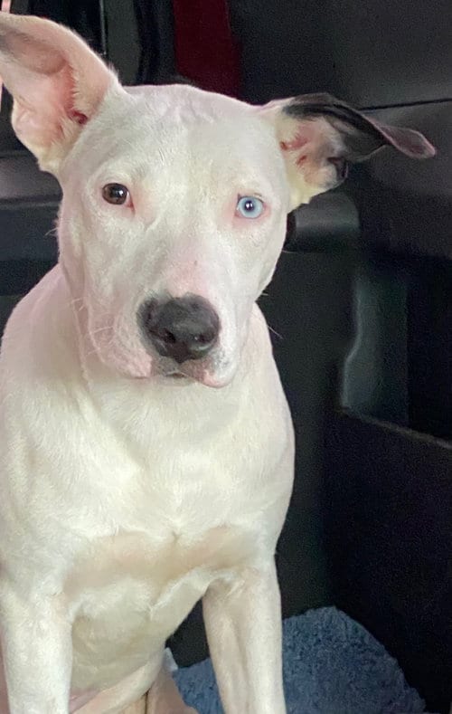 Photo of Paige, adoptable Labrador Retriever in Amarillo, Texas