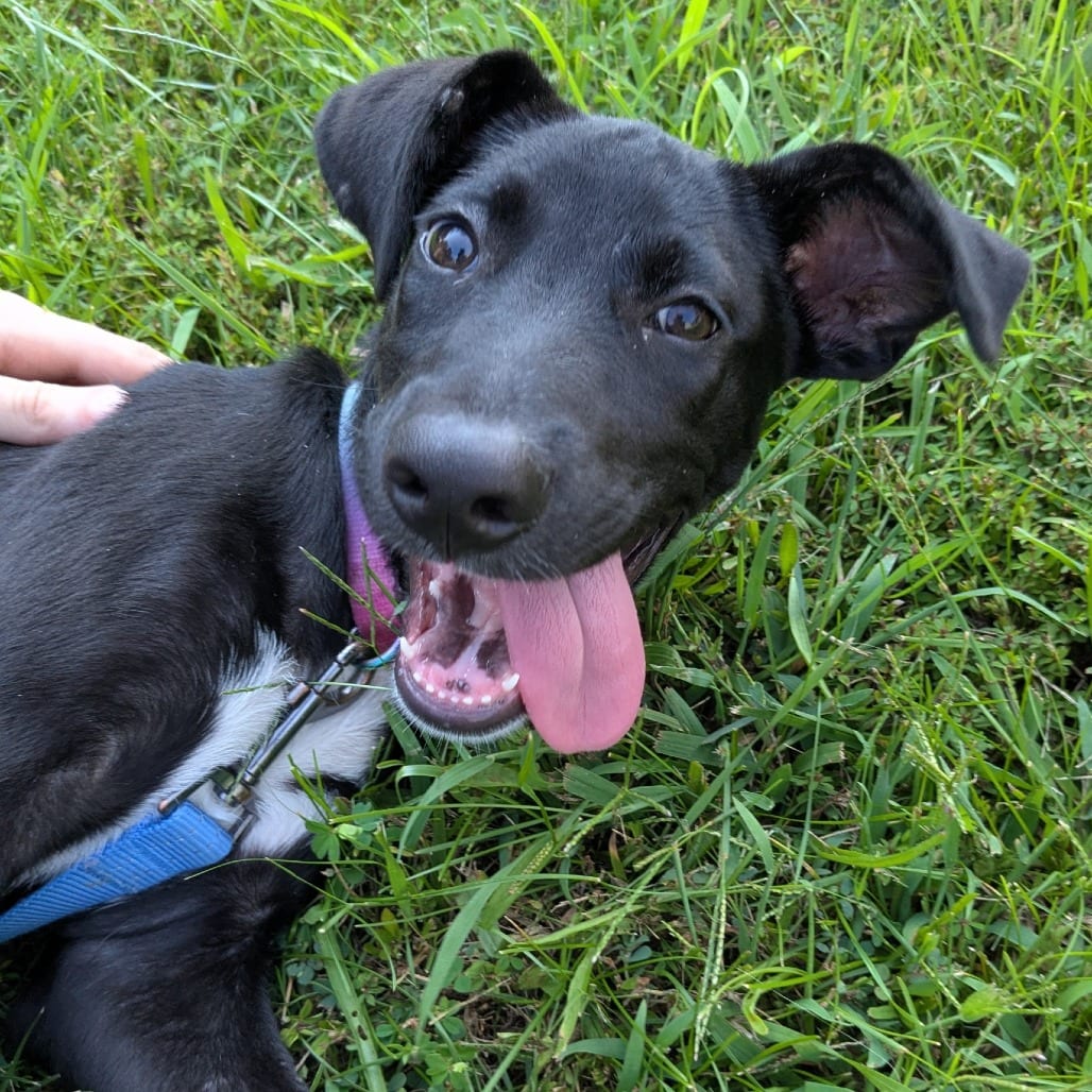 Photo of Canoodle PR2, adoptable Mixed Breed (Medium) in Union, Missouri