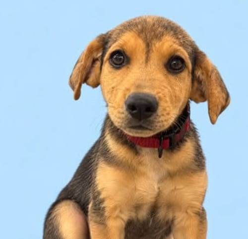 Photo of Praline, adoptable Hound in Brooklyn, New York
