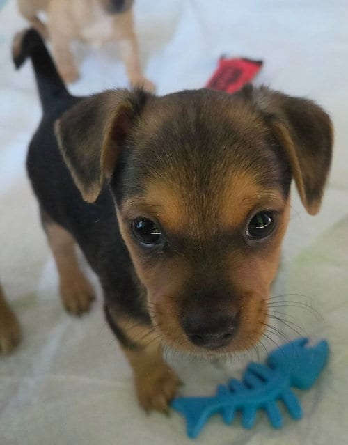 Photo of Snoopy, adoptable Terrier in St. Augustine, Florida