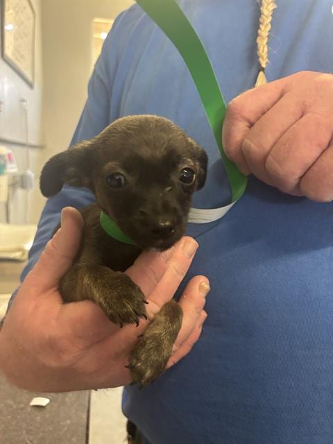 Photo of A888328, adoptable Chihuahua in Camarillo, California