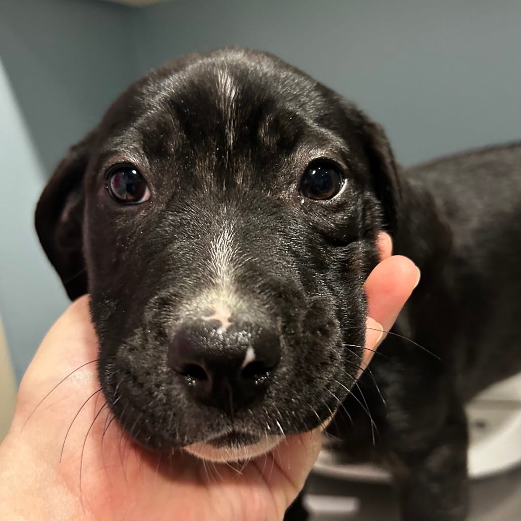 Photo of Mela, adoptable Mixed Breed (Medium) in Chattanooga, Tennessee