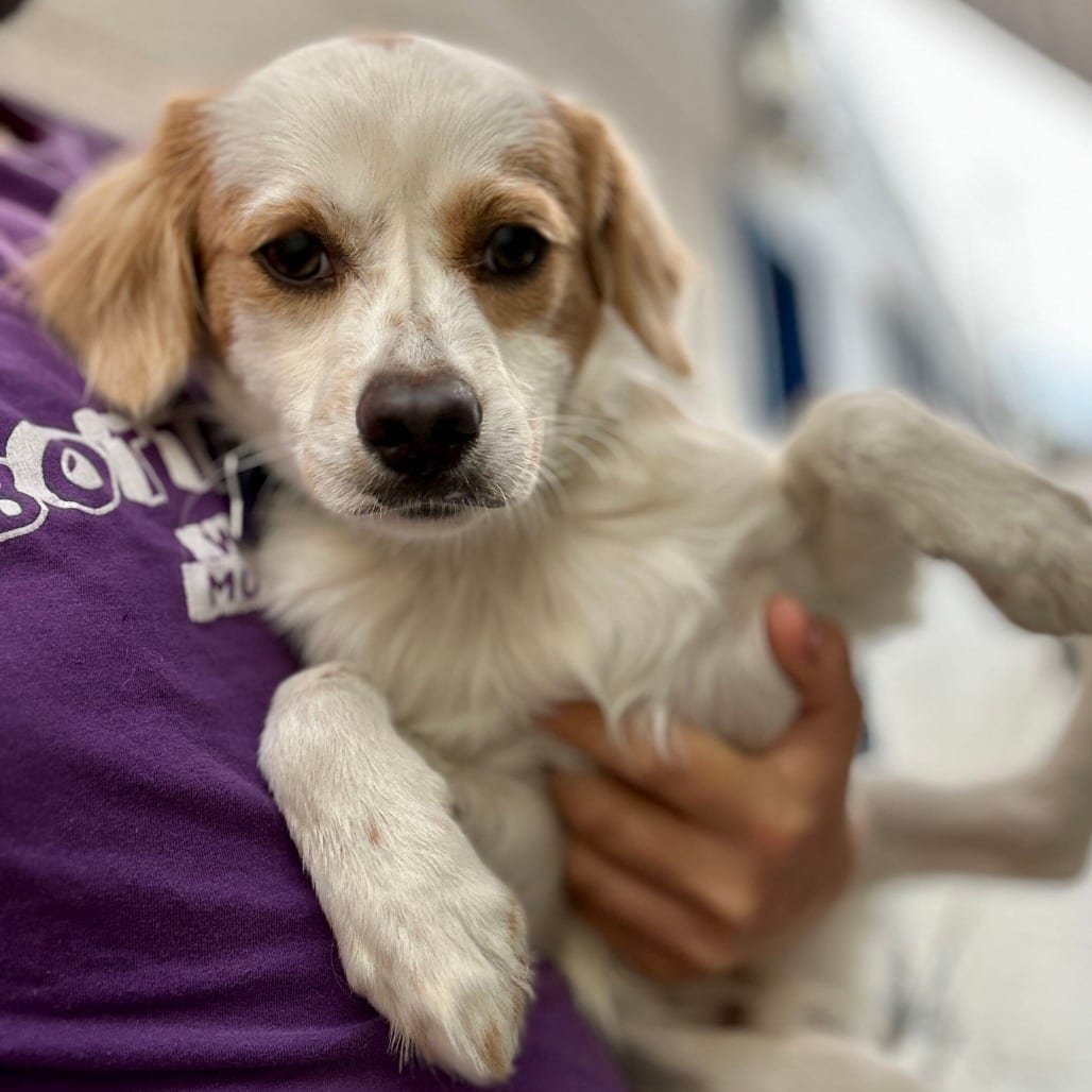 Photo of Luke, adoptable Mixed Breed (Small) in San Francisco, California