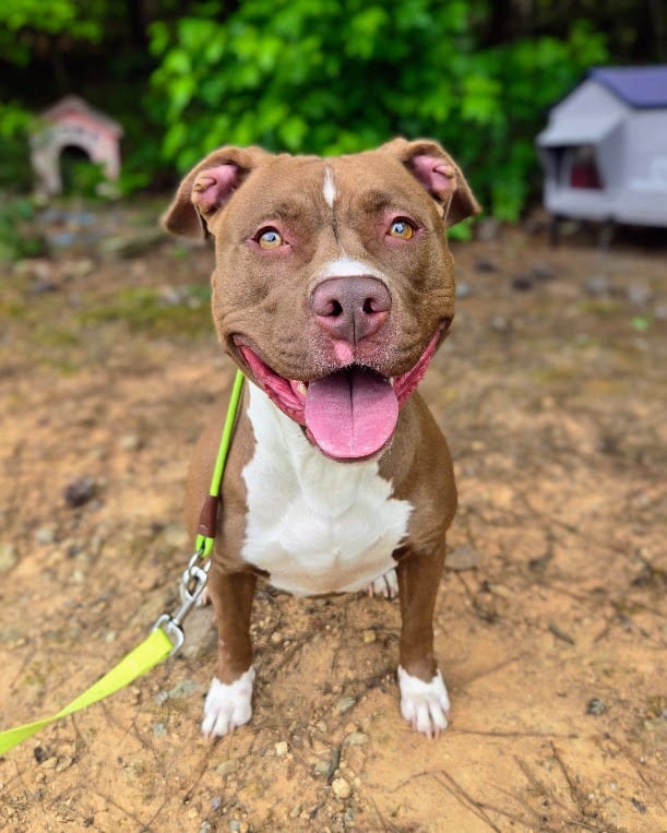 Photo of Slinky, adoptable Pit Bull Terrier in Douglasville, Georgia