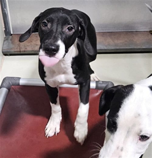 Photo of Amelia, adoptable Pit Bull Terrier in Bakersfield, California