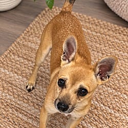 Photo of Mouse, adoptable Rat Terrier Chihuahua in Phoenix, Arizona