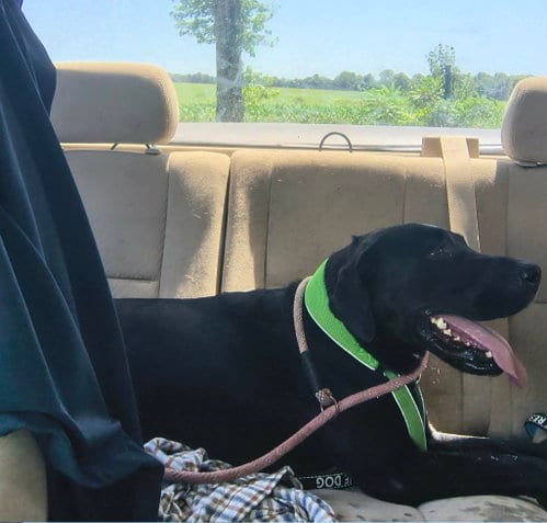 Photo of Betty, adoptable Labrador Retriever in Stover, Missouri