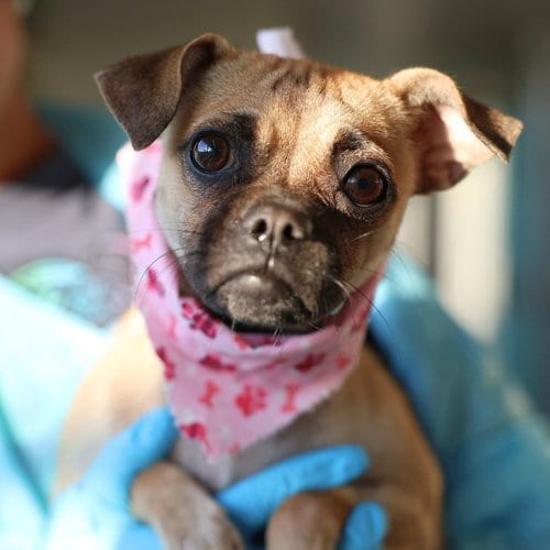 Photo of Anne, adoptable Pug in San Antonio, Texas