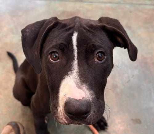 Photo of Bertha, adoptable American Pit Bull Terrier in Albuquerque, New Mexico