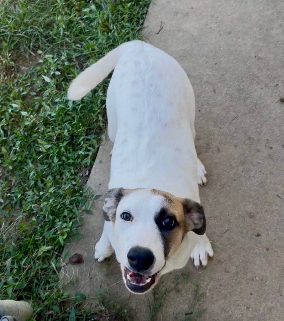 Photo of Wren, adoptable Hound in West Union, Ohio