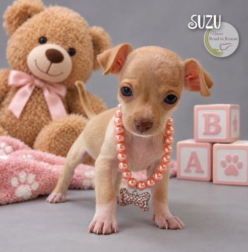Photo of Suzu, adoptable Chihuahua in Benton, Louisiana