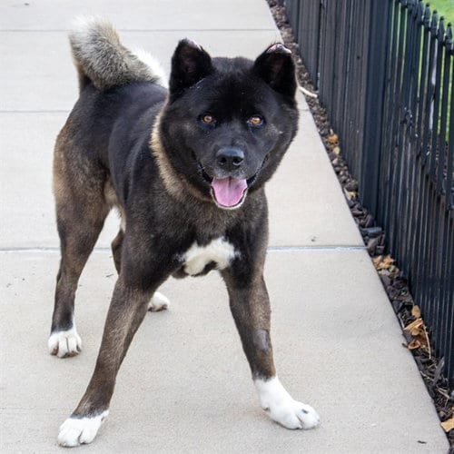 Photo of Kuma, adoptable Akita in Maryland, Missouri