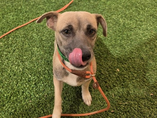 Photo of Nellie, adoptable Chihuahua in Phoenix, Arizona