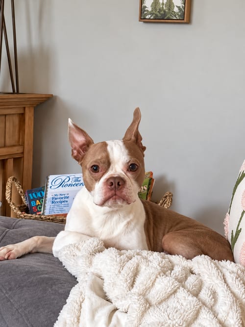 Photo of Apollo, adoptable Boston Terrier in Nashville, Tennessee