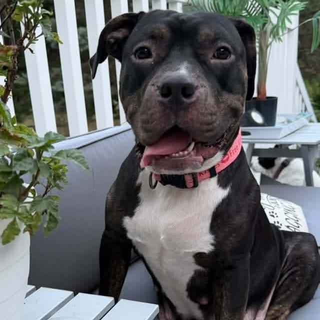 Photo of Miss Sunshine, adoptable Terrier, Pit Bull in Normal, Illinois