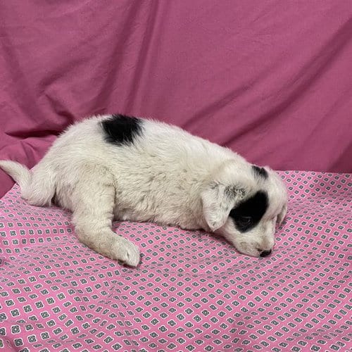 Photo of A614022, adoptable Australian Shepherd in Modesto, California