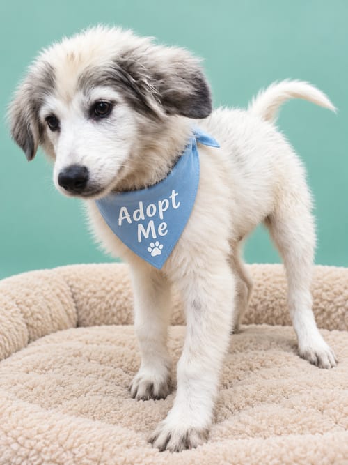 Photo of Caprio, adoptable Maremma Sheepdog in Inglewood, California