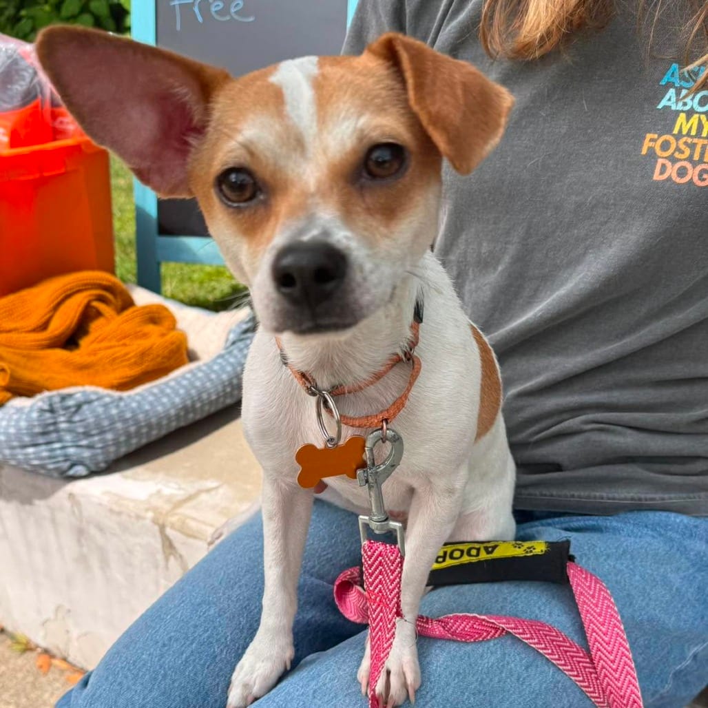 Photo of Blancita, adoptable Chihuahua / Mixed Breed (Small) in Bend, Oregon