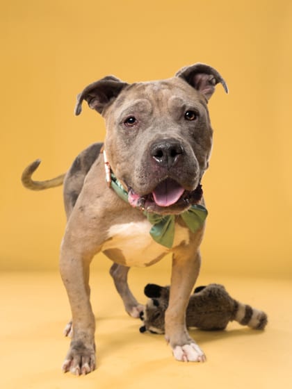 Photo of Mello Fellow, adoptable dog in Atlanta, Georgia