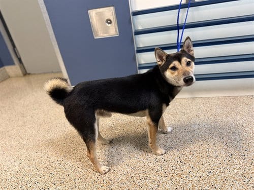 Photo of Shiba, adoptable Shiba Inu in Miami, Florida