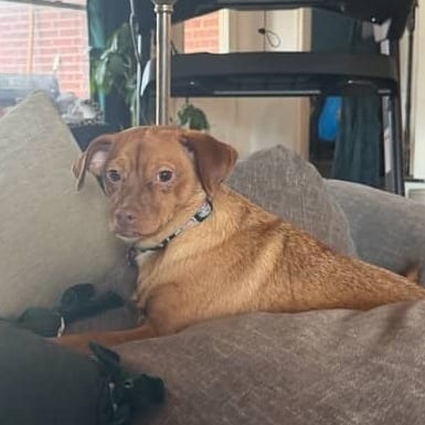 Photo of Nike, adoptable Chihuahua / Terrier in Santa Fe, Texas